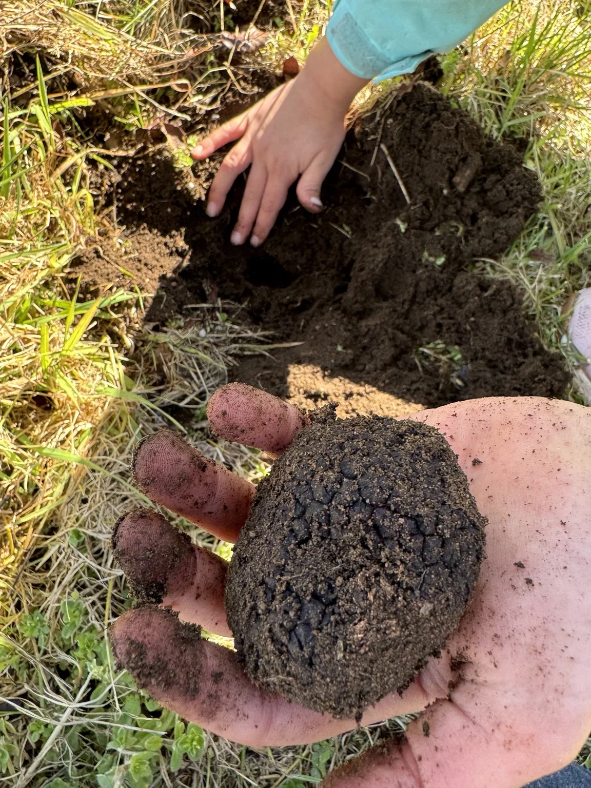 A fresh black truffle being uncovered in soil at Haiku Hills