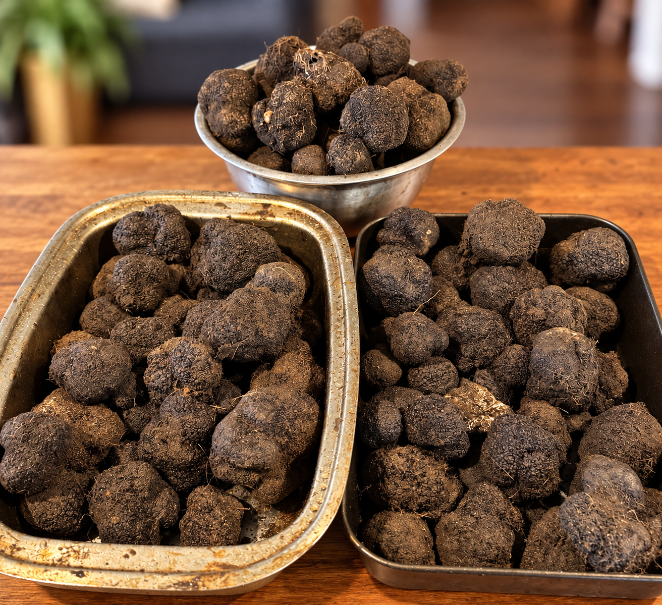 Haiku Hills truffle harvest displayed in bowls and trays